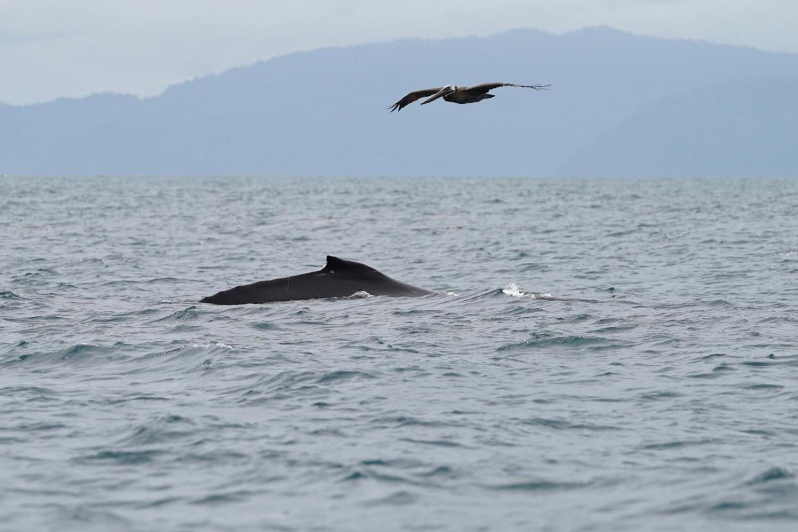 Вілла Dolphin Quest Costa Rica Piedras Blancas Екстер'єр фото