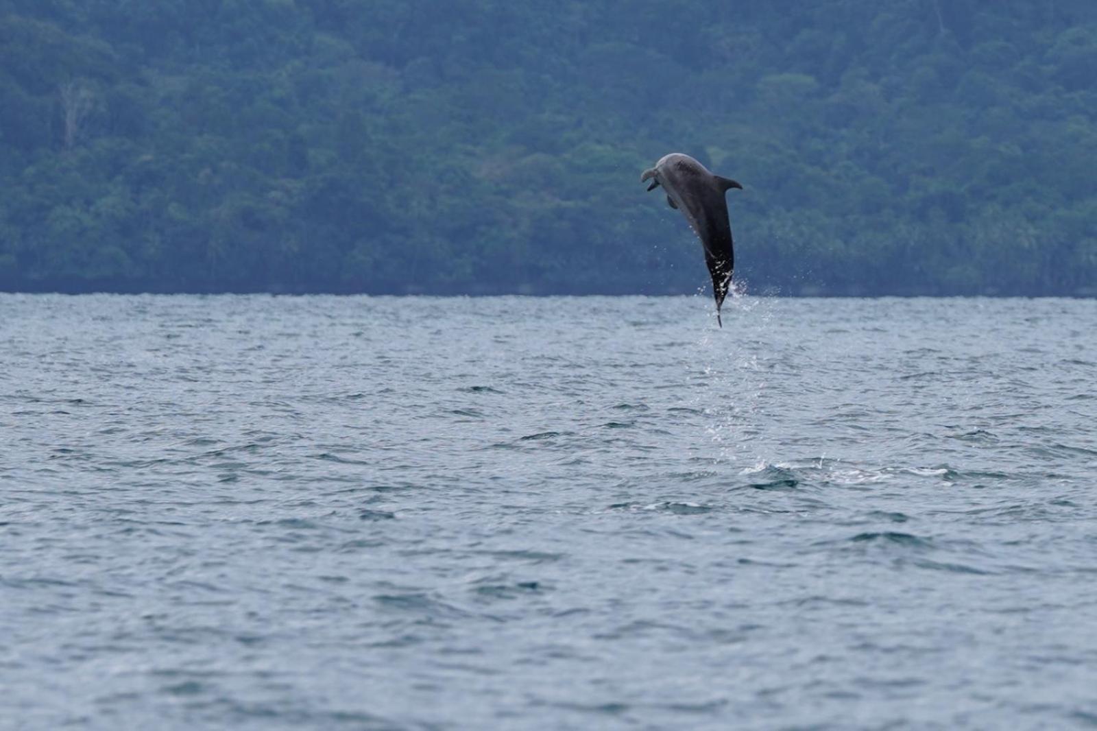 Вілла Dolphin Quest Costa Rica Piedras Blancas Екстер'єр фото